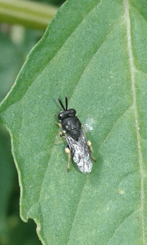 Chalcididae: Brachymeria sp.?... Chalcididae sp.